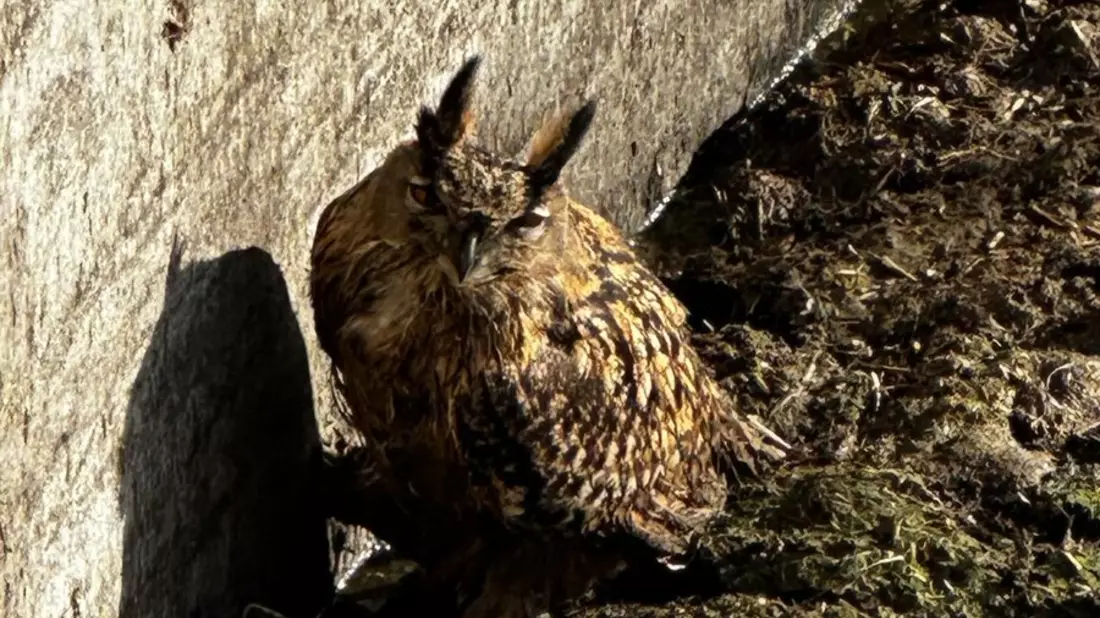 FW-EN: Tierrettungseinsatz in Linderhausen. Eule muss gerettet werden. - Bild: presseportal.de