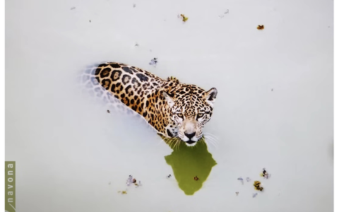 Cover: AMAZÔNIA - Foto: Parma Recordings über pressetext.de