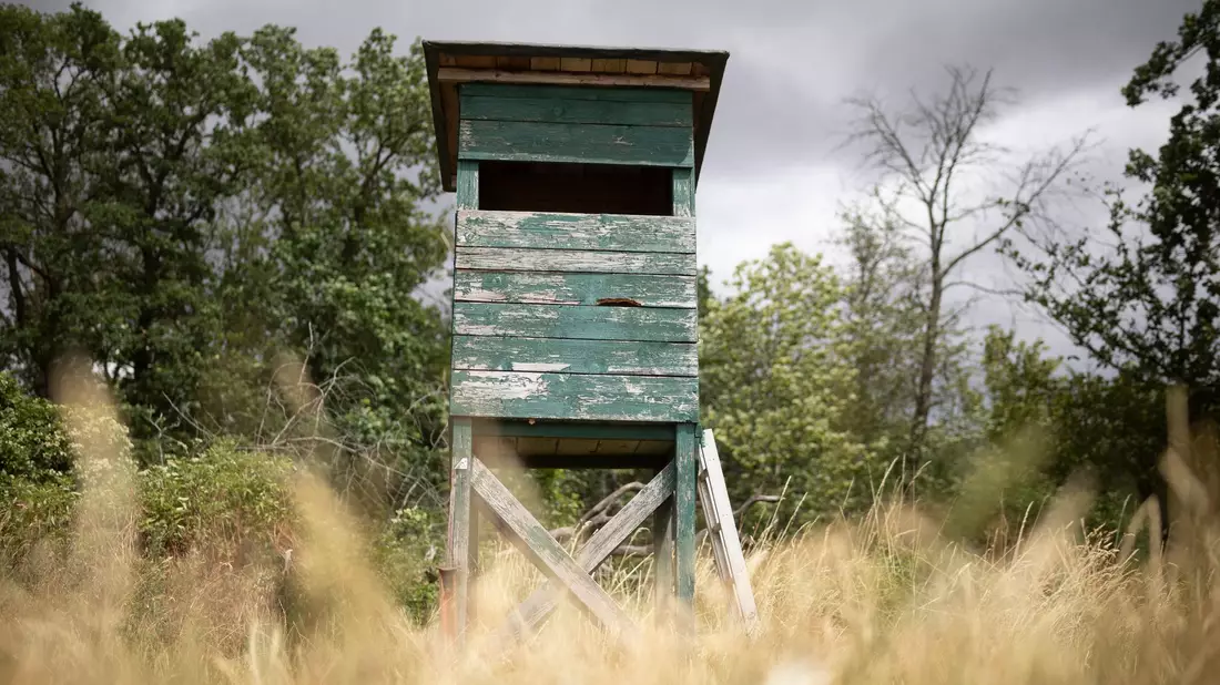 Von einem Hochsitz sichtet ein Jäger im nördlichen Rheinland-Pfalz ein größeres katzenartiges Tier. (Symbolbild) - Bild: Tim Würz/dpa
