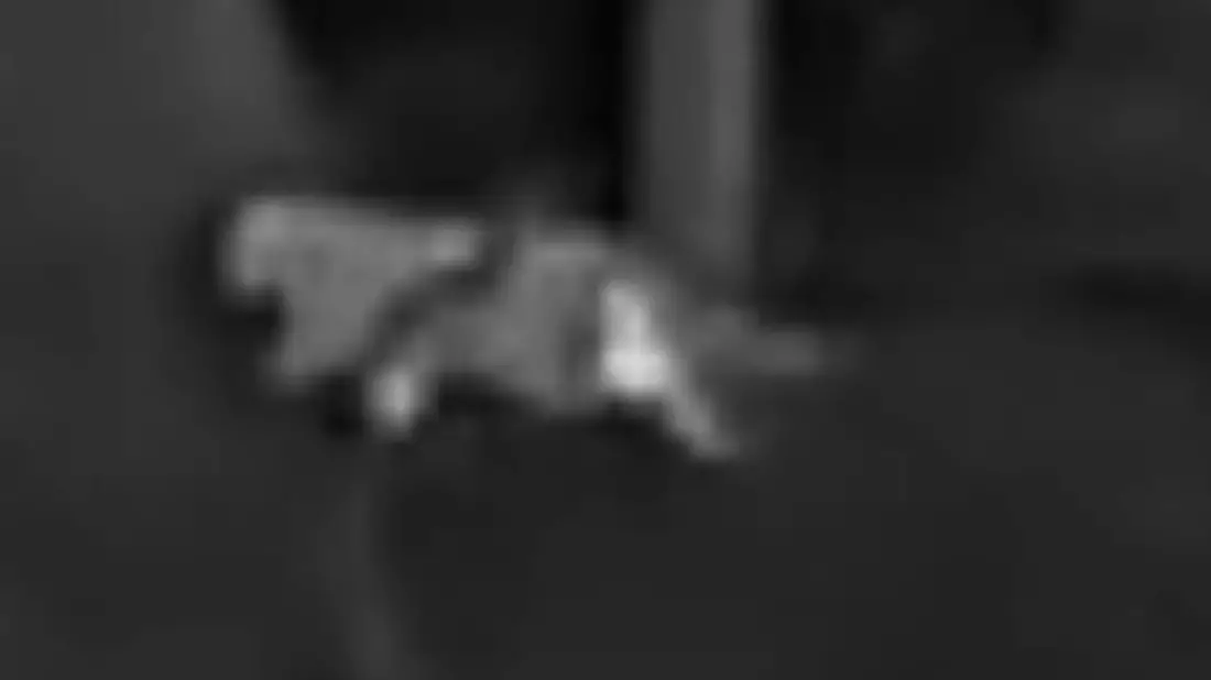 Die Schwarz-Weiß-Aufnahmen des Jägers zeigen die vermeintliche Großkatze. - Bild: Privat/VG Altenahr/dpa
