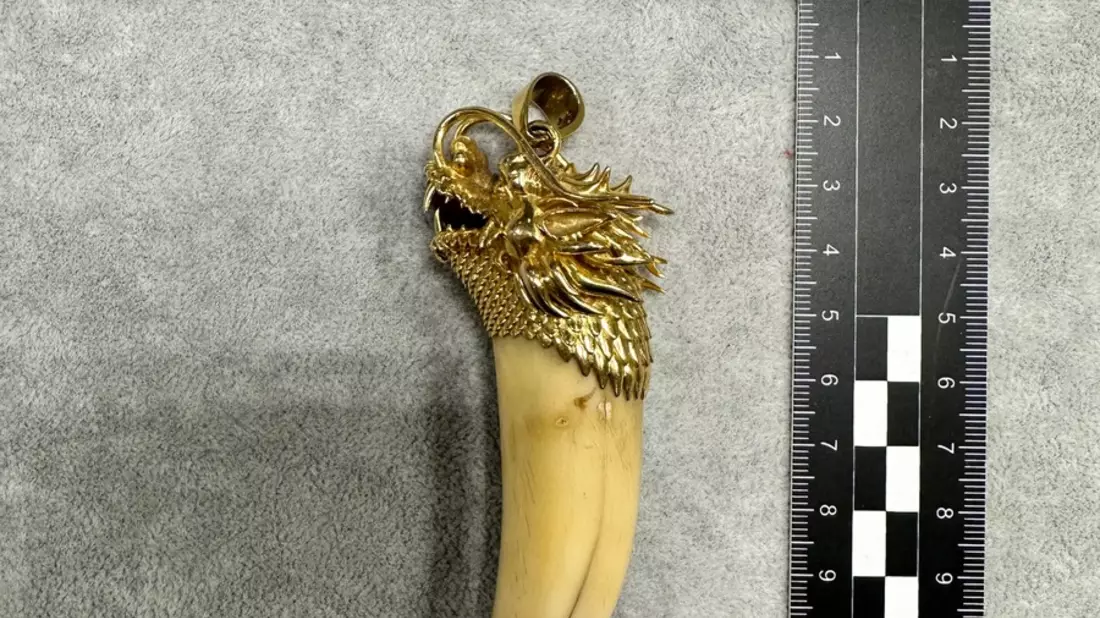 HZA-F: Zoll am Frankfurter Flughafen beschlagnahmt Goldkette mit Tigerzahn im Reiseverkehr - Bild: presseportal.de
