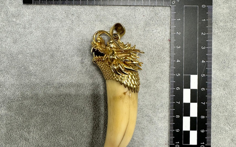 HZA-F: Zoll am Frankfurter Flughafen beschlagnahmt Goldkette mit Tigerzahn im Reiseverkehr - Foto: presseportal.de