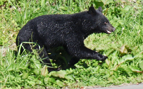 Laut Japans Umweltministerium wurden seit April landesweit 13 Menschen durch Bären getötet. (Archivbild) - Foto: Uncredited/kyodo/dpa