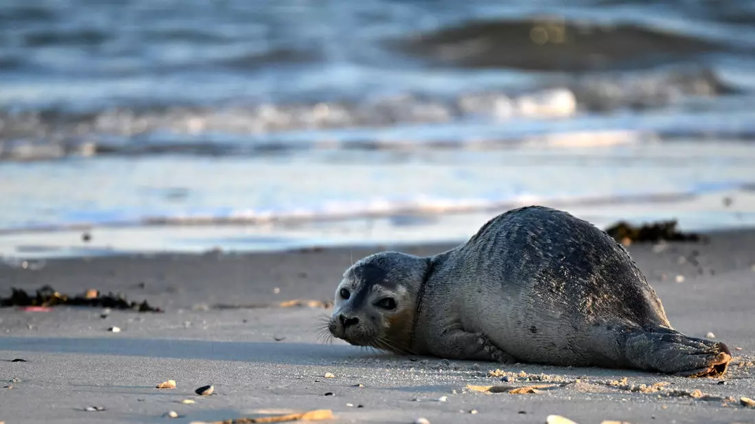 Seehunde zählen zu den größten Meeresraubtieren im Wattenmeer. (Archivbild) - Bild: Federico Gambarini/dpa