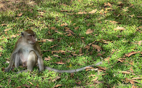 Thailändische Behörden haben Dutzende Affen befreit. (Archivbild) - Foto: Carola Frentzen/dpa