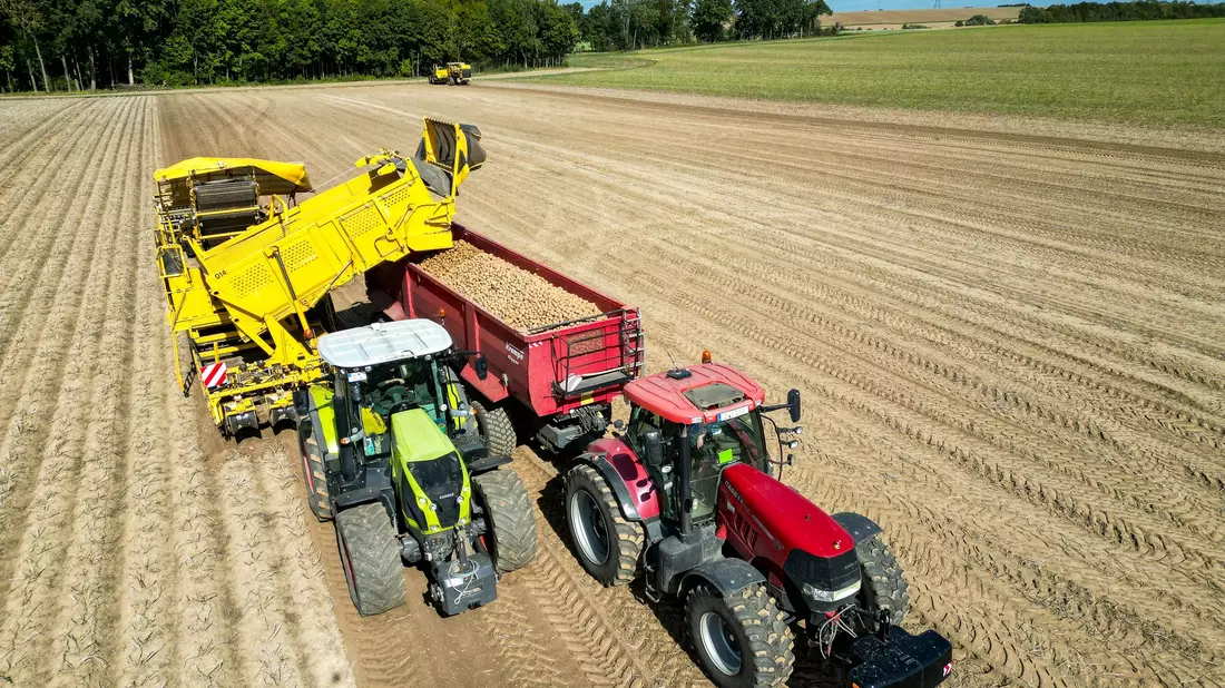 Die Kartoffelbauern haben in diesem Jahr eine sehr gute Ernte eingefahren - es sind sogar zu viele Kartoffeln, die Preise sind relativ schlecht. (Archivfoto) - Bild: Jan Woitas/dpa