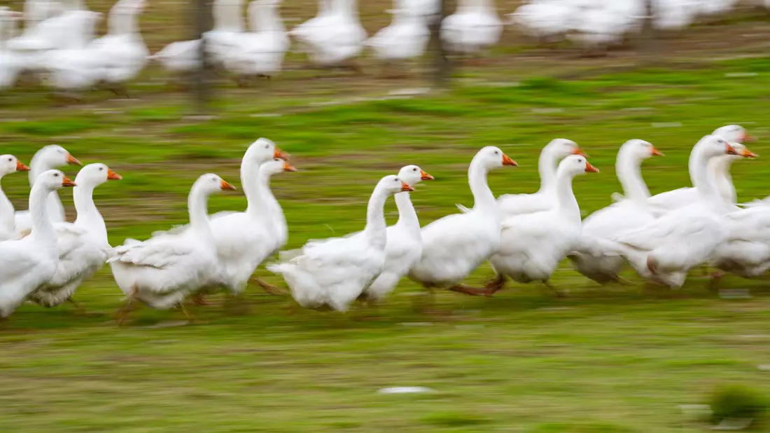 Rund um den Martinstag und Weihnachten ist Hochsaison für Gänsehalter. (Archivbild) - Bild: Robert Michael/dpa