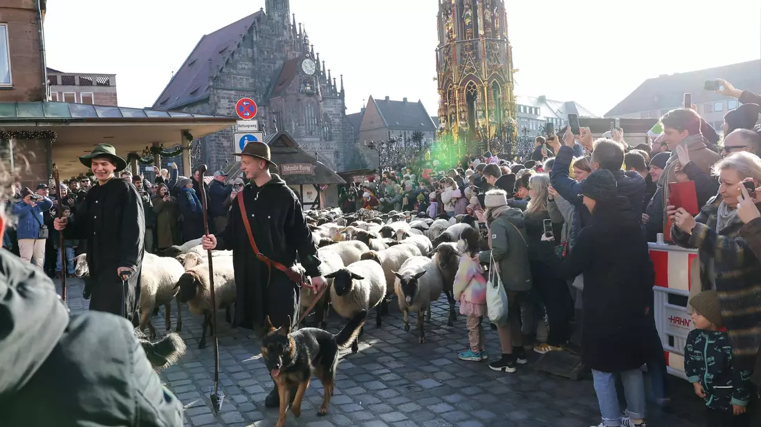 Eine Herde mit 600 Schafen ist in Nürnberg mitten durch die Stadt zu ihren Winterweiden gezogen.  - Bild: Daniel Löb/dpa