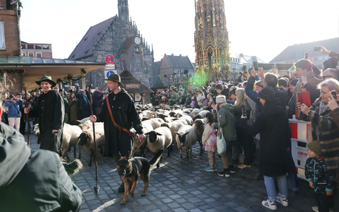 Eine Herde mit 600 Schafen ist in Nürnberg mitten durch die Stadt zu ihren Winterweiden gezogen.  - Foto: Daniel Löb/dpa