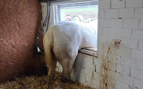 FW Datteln: Pferd Pirat versucht Flucht durch Stallfenster - Foto: presseportal.de