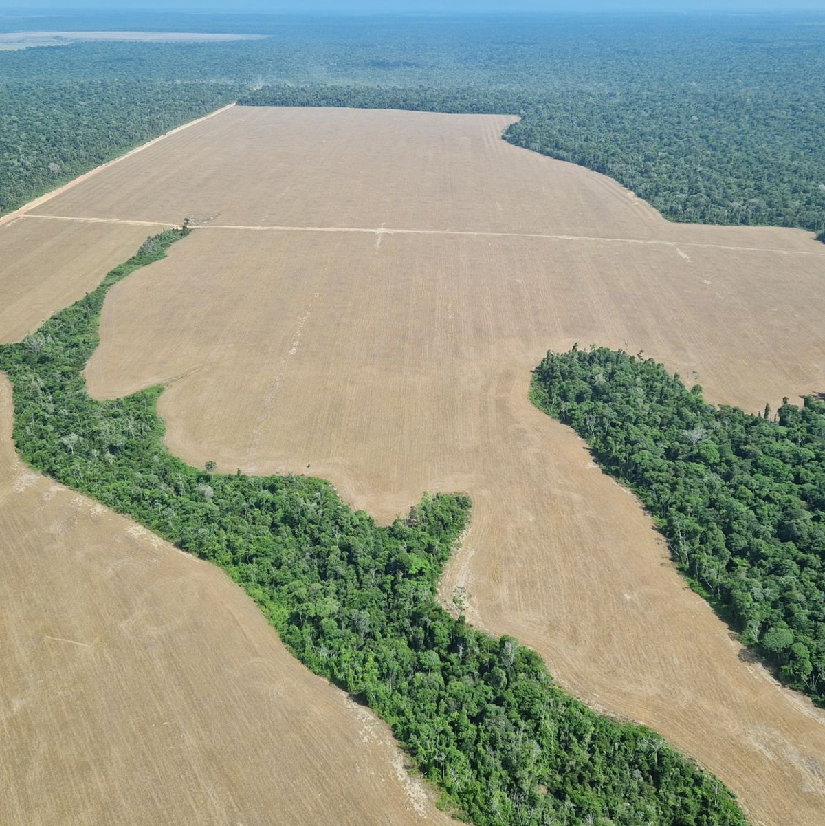 Die Landwirtschaft ist einer der Hauptgründe für Entwaldung: oft Viehzucht, hier der Anbau von Soja, das oft als Tierfutter genutzt wird. - Foto: Larissa Schwedes/dpa
