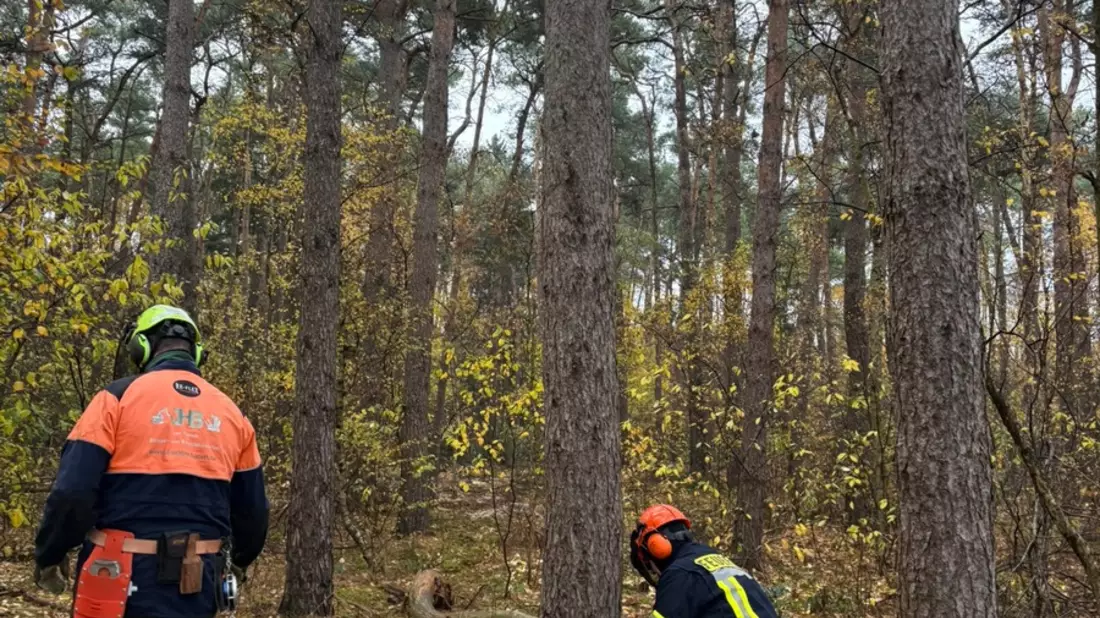 FW Wathlingen: Motorkettensägenausbildung in der Samtgemeinde Wathlingen - 11 Einsatzkräfte absolvieren das Modul B - Bild: presseportal.de