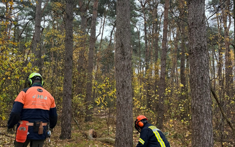 FW Wathlingen: Motorkettensägenausbildung in der Samtgemeinde Wathlingen - 11 Einsatzkräfte absolvieren das Modul B - Foto: presseportal.de