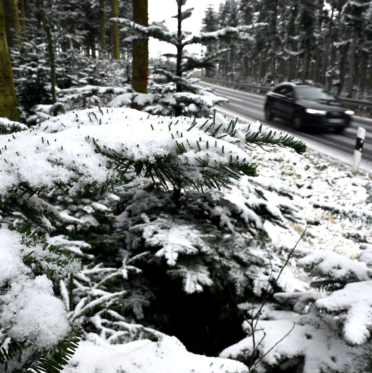 Auf dem Kahlen Asten im Sauerland wurden die ersten Tannen mit Schnee bedeckt.  - Foto: Federico Gambarini/dpa
