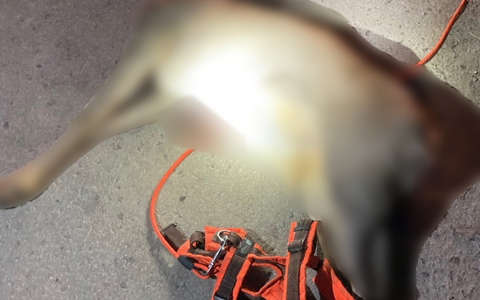 LPI-EF: Polizei sucht Hundehalter nach Jagdwilderei im Steiger und weist auf Leinenpflicht hin - Foto: presseportal.de