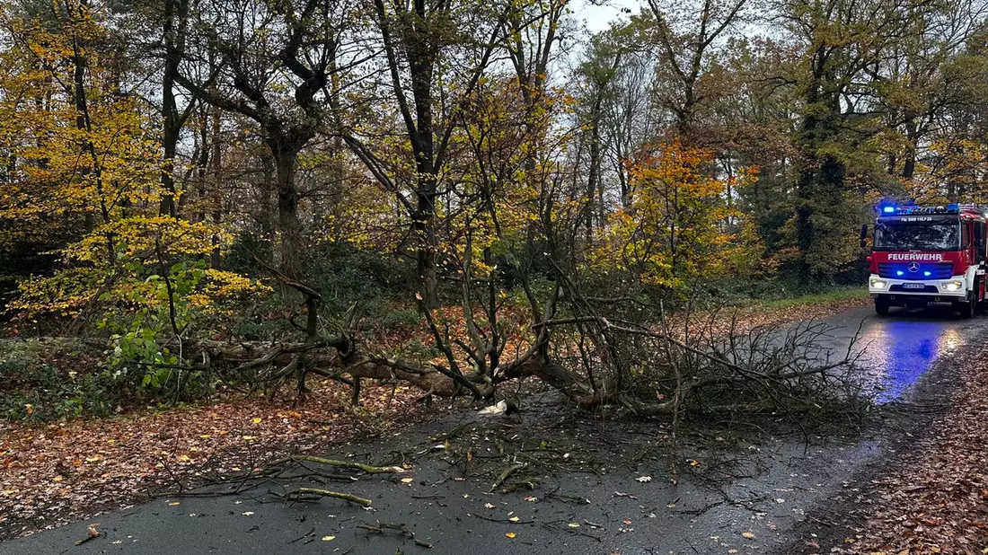 FW-Schermbeck: Baum auf Fahrbahn - Bild: presseportal.de