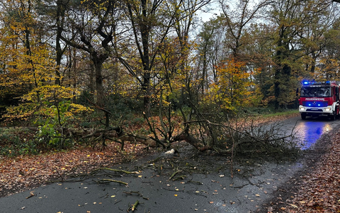 FW-Schermbeck: Baum auf Fahrbahn - Foto: presseportal.de