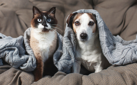 Jetzt schon an Silvester denken: Vierbeiner ohne Angst durch die Knallerei bringen - Foto: presseportal.de