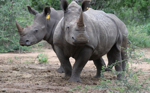 Die Hörner von Nashörnern sind heiß begehrt - vor allem in Asien. - Foto: Kristin Palitza/dpa
