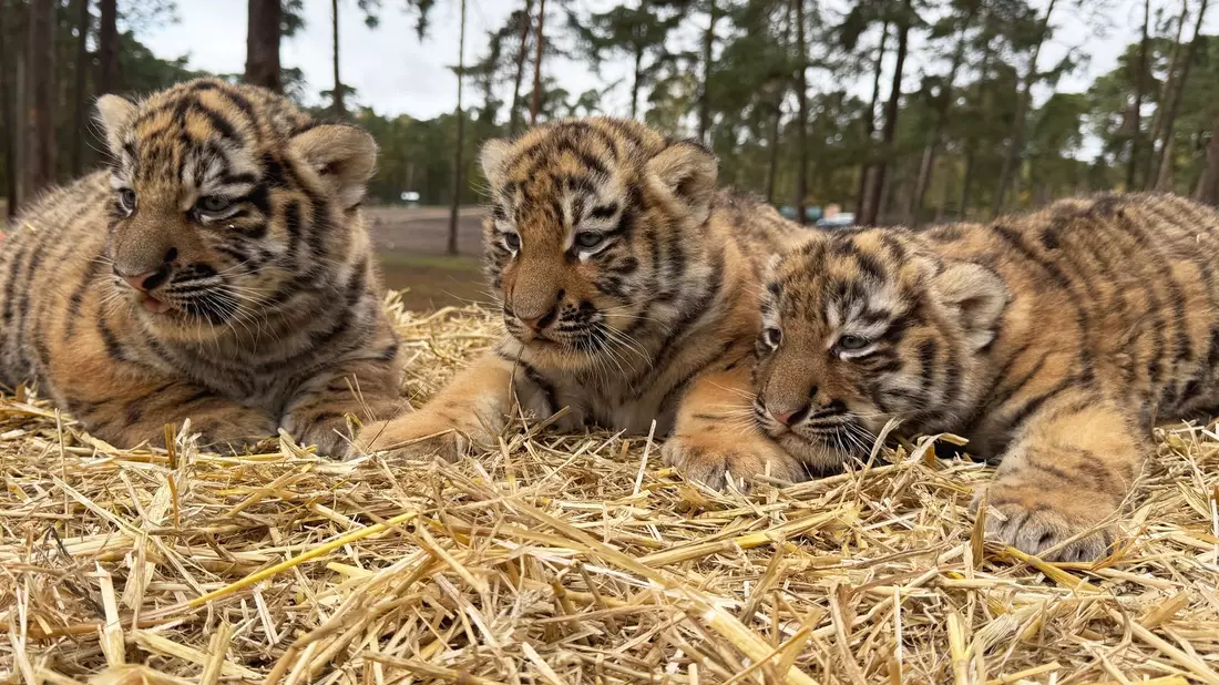 Diese drei Tigerbabys wurden im Serengeti-Park in Hodenhagen geboren. - Bild: -/Serengeti-Park Hodenhagen/dpa