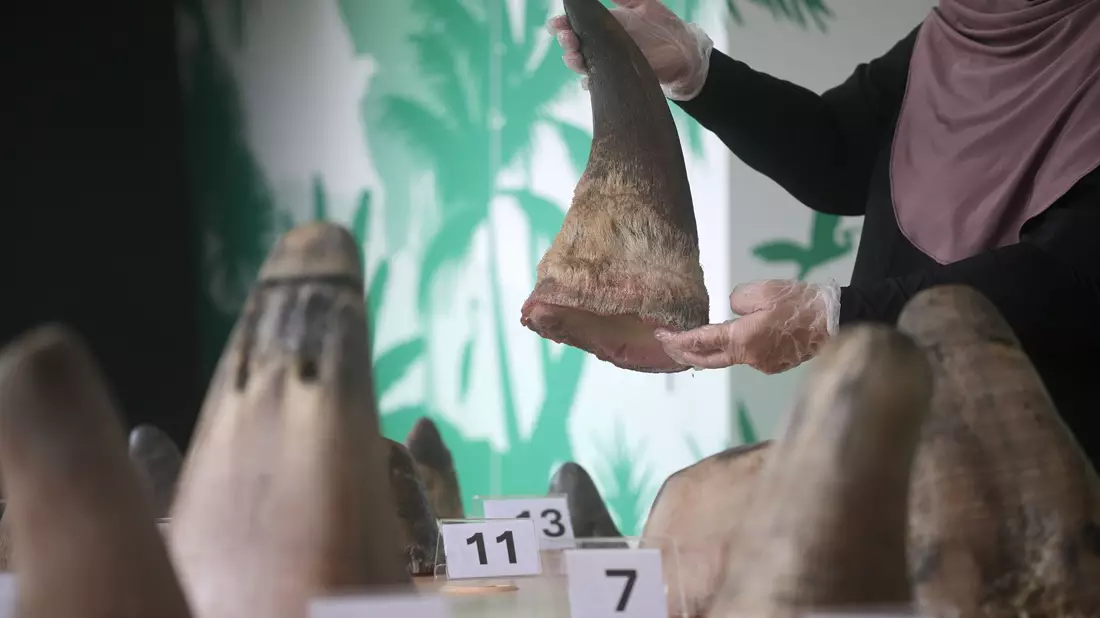 Eine Mitarbeiterin des National Parks Board (NParks) zeigt die 20 beschlagnahmten Nashorn-Hörner in Singapurs Zentrum für Wildtier-Forensik. - Bild: Then Chih Wey/XinHua/dpa
