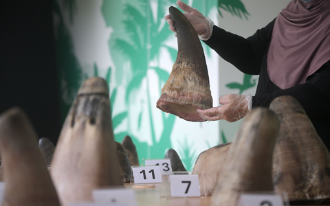 Eine Mitarbeiterin des National Parks Board (NParks) zeigt die 20 beschlagnahmten Nashorn-Hörner in Singapurs Zentrum für Wildtier-Forensik. - Foto: Then Chih Wey/XinHua/dpa