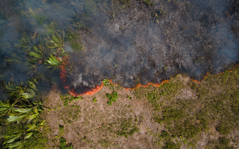 Für Brasiliens Regierung ist der Fonds namens Tropical Forest Forever Facility (TFFF) ein Prestigeprojekt. (Archivbild) - Foto: Fernando Souza/ZUMA Press Wire/dpa