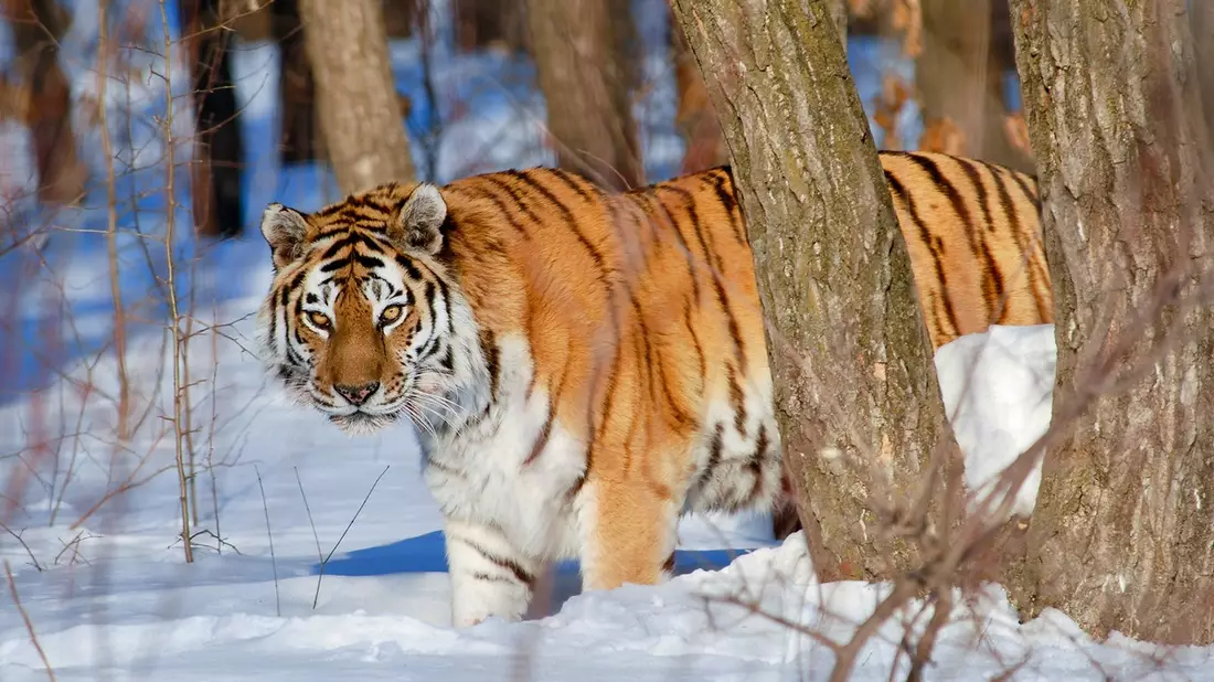 Terra X: Asien im ZDF / Siebenteilige ZDF/BBC-Naturdoku-Reihe über einen faszinierenden Kontinent - Bild: presseportal.de