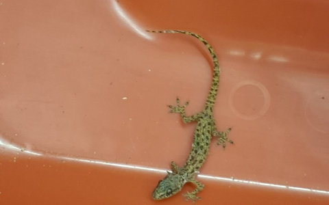 HZA-D: Zoll stoppt blinden Passagier im Koffer - Foto: presseportal.de