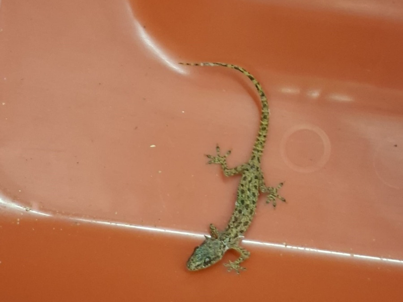 HZA-D: Zoll stoppt blinden Passagier im Koffer - Foto: presseportal.de