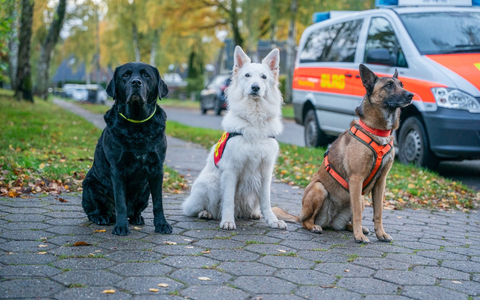 Hilfe kennt keine Feiertage: DLRG Rettungshunde im Einsatz - Foto: presseportal.de