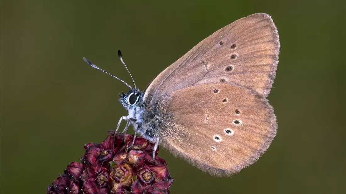 Der Dunkle Wiesenknopf-Ameisenbläuling ist der «Schmetterling des Jahres» 2026 . - Bild: Tim Laussmann/BUND/dpa
