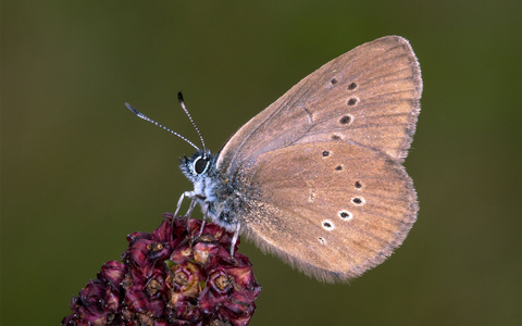 Der Dunkle Wiesenknopf-Ameisenbläuling ist der «Schmetterling des Jahres» 2026 . - Foto: Tim Laussmann/BUND/dpa