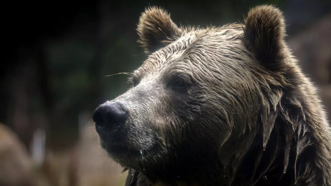 In British Columbia in Kanada gab es Verletzte beim Angriff eines Grizzlybärs auf eine Schulklasse. (Symbolbild) - Bild: Brontë Wittpenn/San Francisco Chronicle via AP/dpa