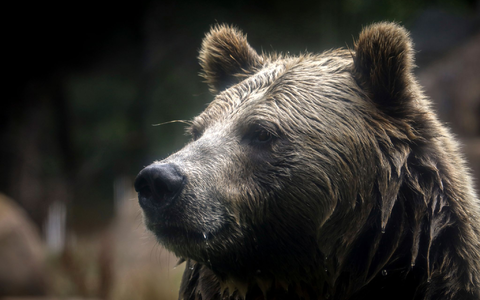 In British Columbia in Kanada gab es Verletzte beim Angriff eines Grizzlybärs auf eine Schulklasse. (Symbolbild) - Foto: Brontë Wittpenn/San Francisco Chronicle via AP/dpa