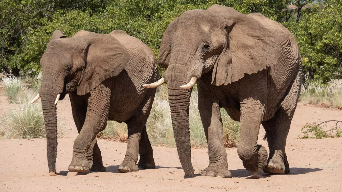 Namibia möchte gerne Elfenbein aus Lagerbeständen verkaufen. (Archivbild) - Bild: Andreas Drouve/dpa-tmn