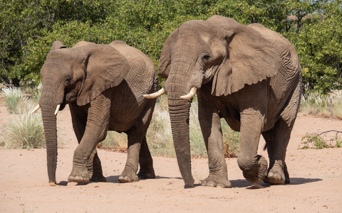 Namibia möchte gerne Elfenbein aus Lagerbeständen verkaufen. (Archivbild) - Foto: Andreas Drouve/dpa-tmn
