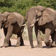 Namibia möchte gerne Elfenbein aus Lagerbeständen verkaufen. (Archivbild) - Foto: Andreas Drouve/dpa-tmn