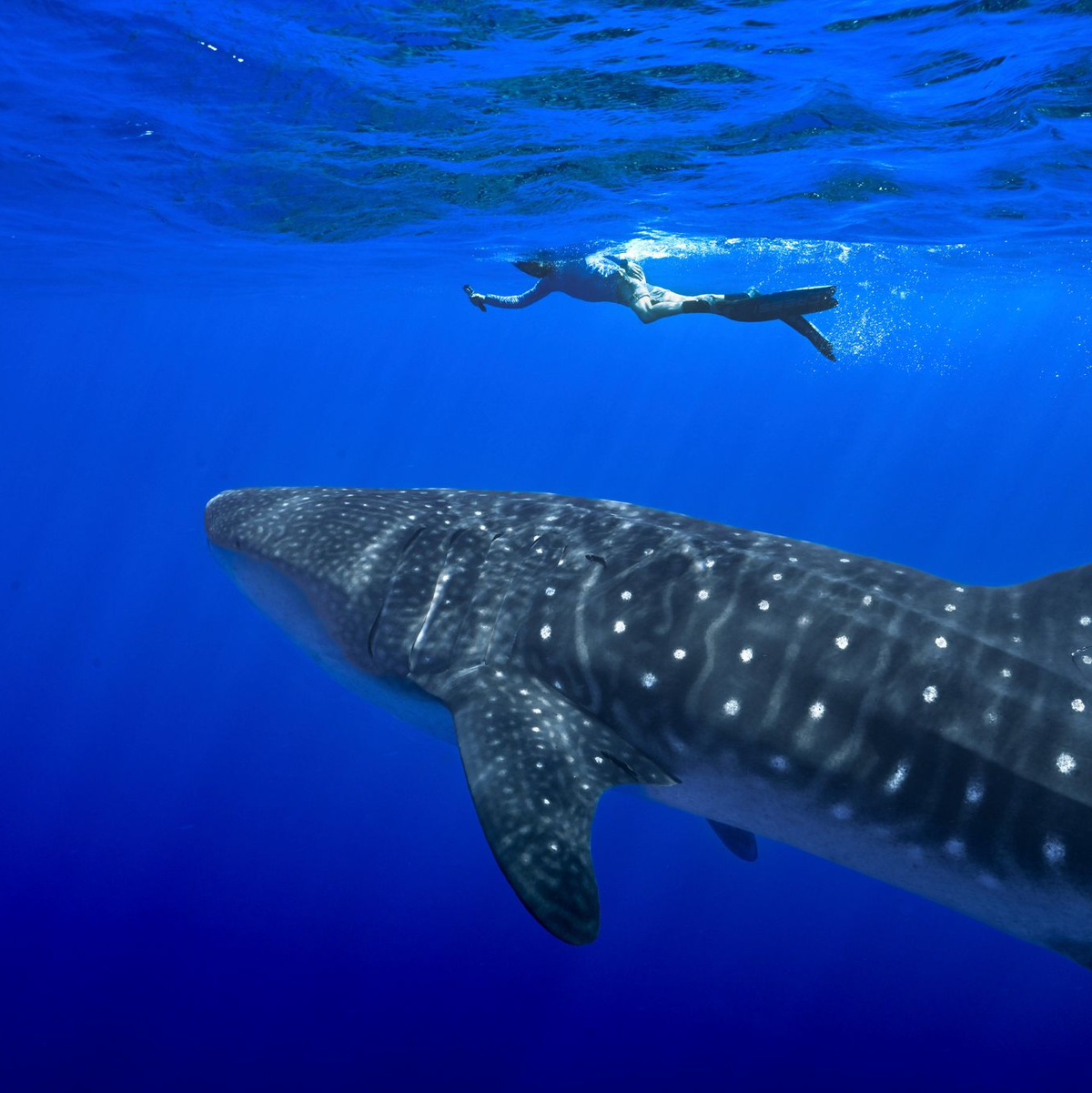 Unter anderem für den Wahlhai beschloss die Weltartenkonferenz in Samarkand ein kommerzielles Handelsverbot. (Archivbild) - Foto: Flora Tomlinson-Pilley/AP/dpa