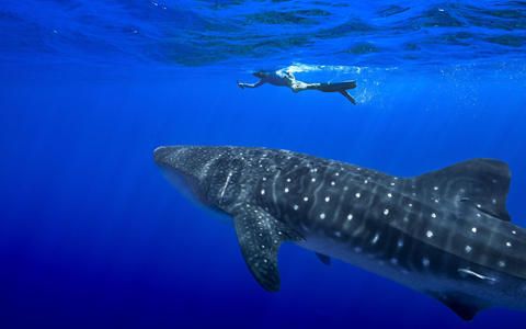 Unter anderem für den Wahlhai beschloss die Weltartenkonferenz in Samarkand ein kommerzielles Handelsverbot. (Archivbild) - Foto: Flora Tomlinson-Pilley/AP/dpa Unter anderem für den Wahlhai beschloss die Weltartenkonferenz in Samarkand ein kommerzielles Handelsverbot. (Archivbild) - Foto: Flora Tomlinson-Pilley/AP/dpa