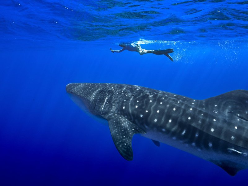 Unter anderem für den Wahlhai beschloss die Weltartenkonferenz in Samarkand ein kommerzielles Handelsverbot. (Archivbild) - Foto: Flora Tomlinson-Pilley/AP/dpa