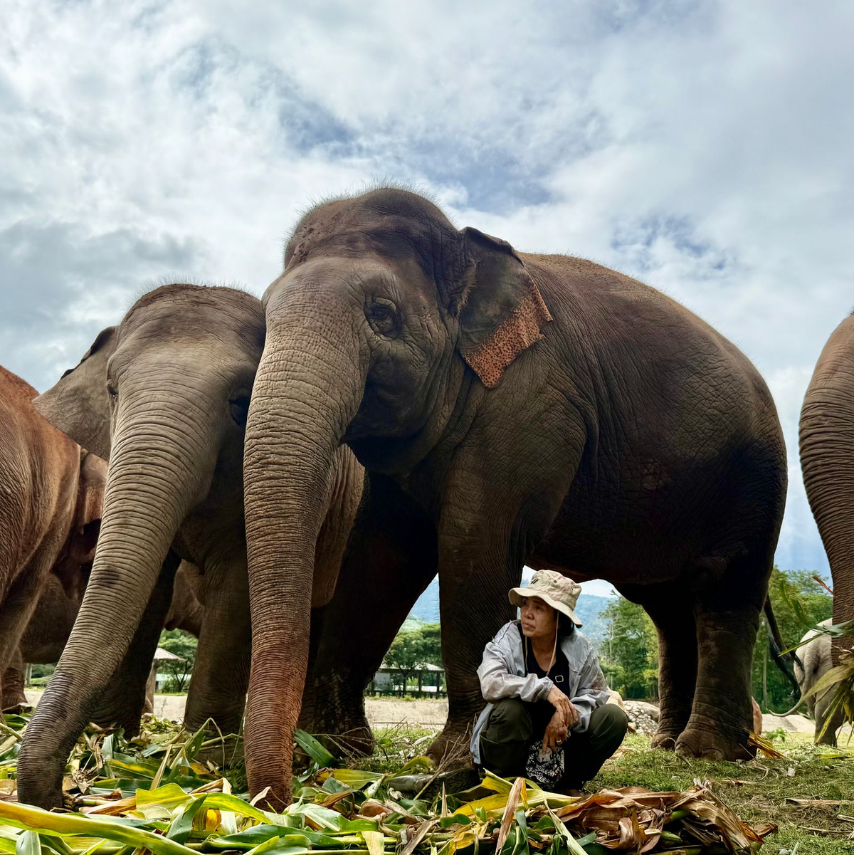Das Lebenswerk der Elefantenflüsterin ist beeindruckend. - Foto: Carola Frentzen/dpa