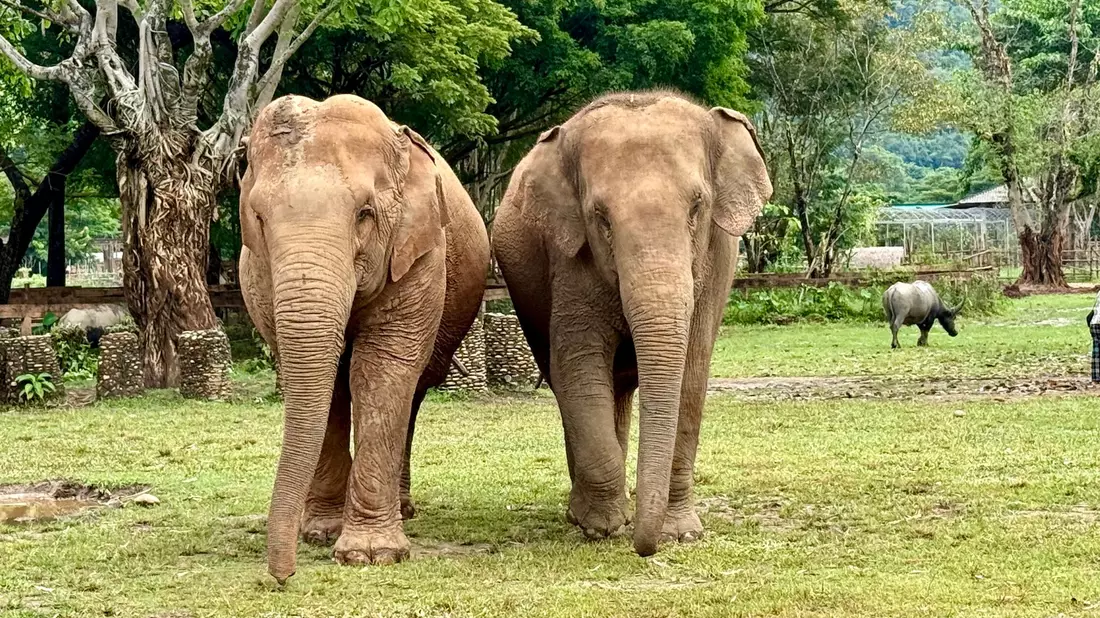 Im Elephant Nature Park können Elefanten nach Jahren der Ausbeutung neue Freundschaften schließen. - Bild: Carola Frentzen/dpa