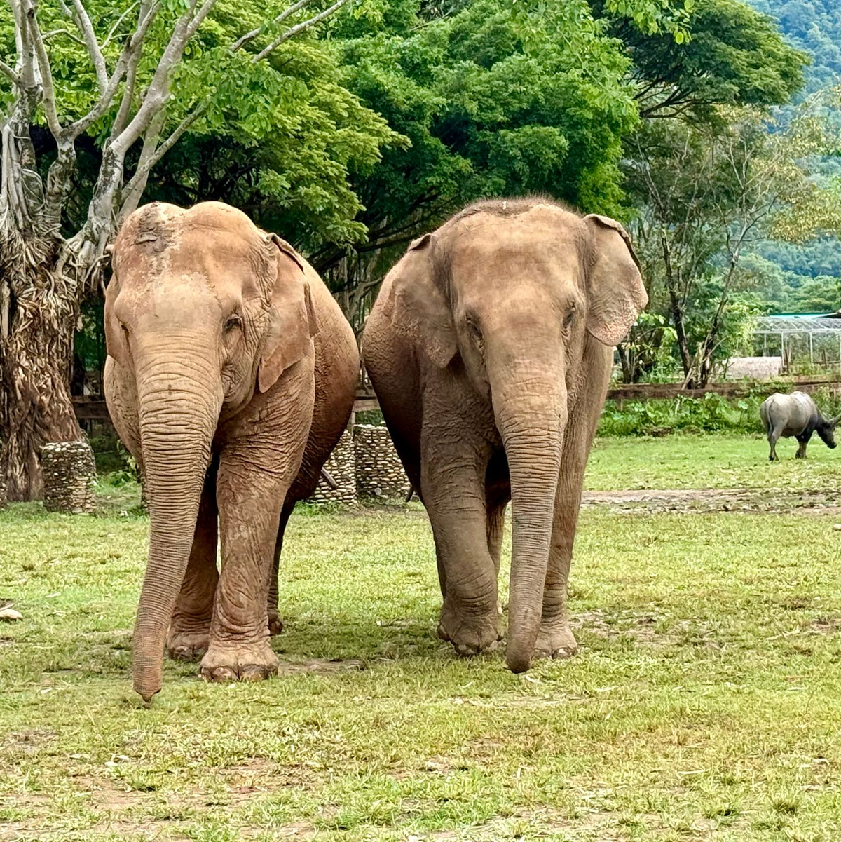 Im Elephant Nature Park können Elefanten nach Jahren der Ausbeutung neue Freundschaften schließen. - Foto: Carola Frentzen/dpa