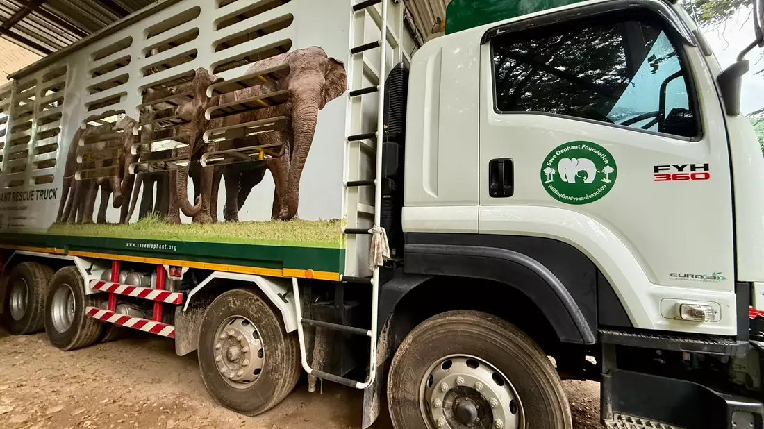 In solchen Trucks werden die Elefanten nach ihrer Rettung in den Elephant Nature Park gefahren. - Bild: Carola Frentzen/dpa