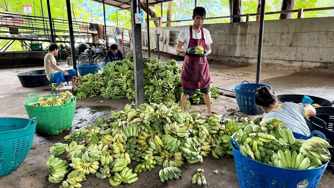 In der «Elefantenküche» werden täglich Tausende Bananen für die Tiere vorbereitet. - Bild: Carola Frentzen/dpa