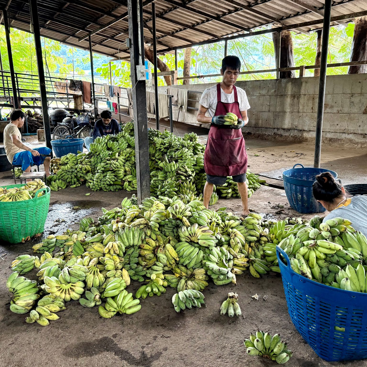 In der «Elefantenküche» werden täglich Tausende Bananen für die Tiere vorbereitet. - Foto: Carola Frentzen/dpa