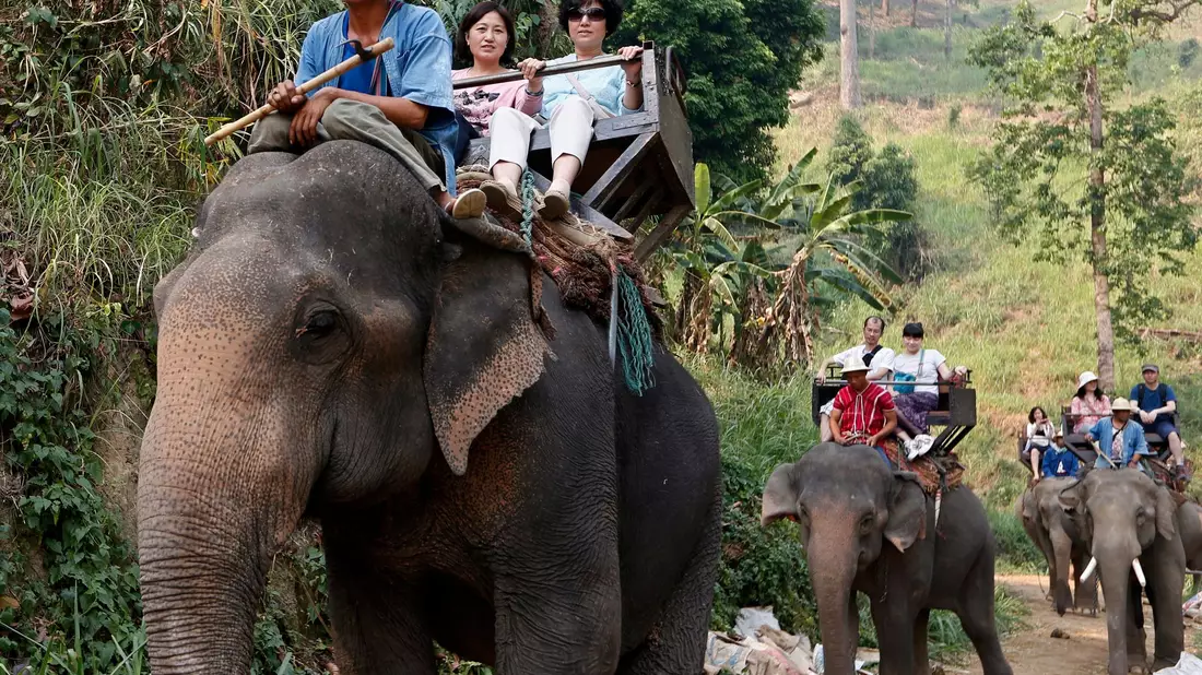 Noch immer werden Elefanten in Thailand für Touristenritte ausgebeutet - aber immer mehr Camps steigen auf eine tierfreundlichere Behandlung um. (Archivbild) - Bild: picture alliance / dpa