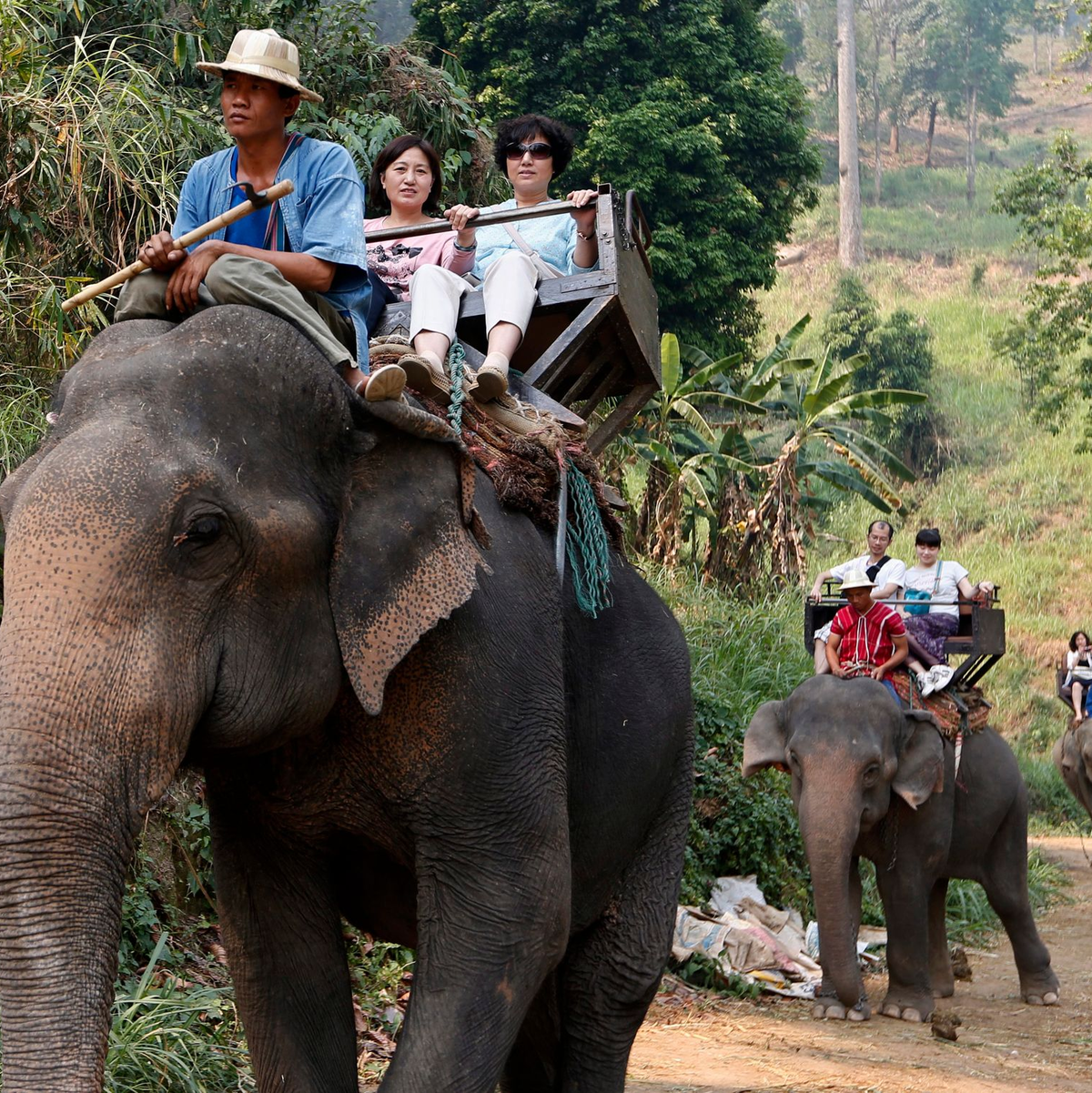 Noch immer werden Elefanten in Thailand für Touristenritte ausgebeutet - aber immer mehr Camps steigen auf eine tierfreundlichere Behandlung um. (Archivbild) - Foto: picture alliance / dpa