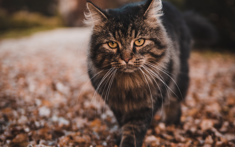  - Foto: PetYu (bluefrog pharma GmbH) über pressetext.de